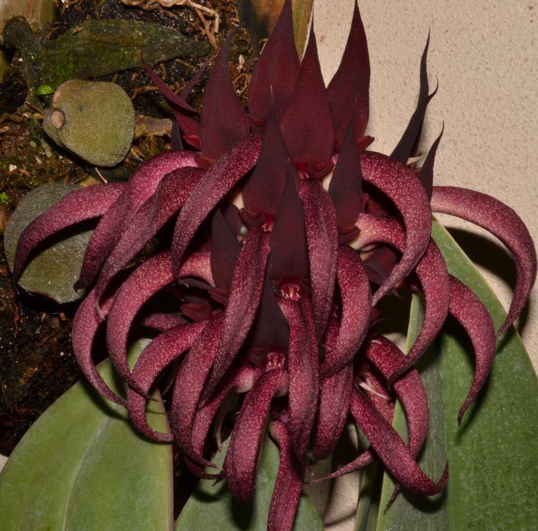 Bulbophyllum fletcherianum