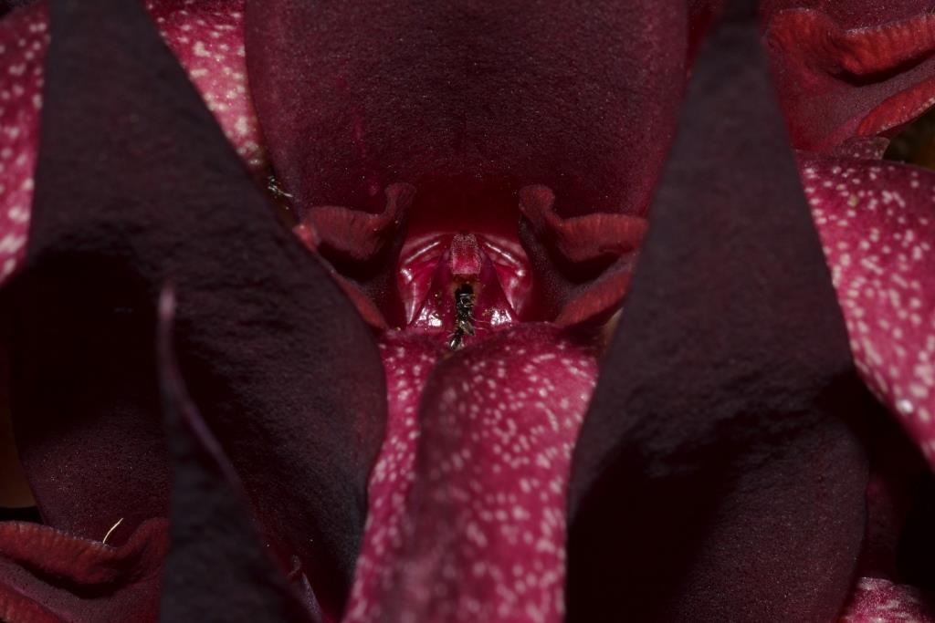 Bulbophyllum fletcherianum - photo 2