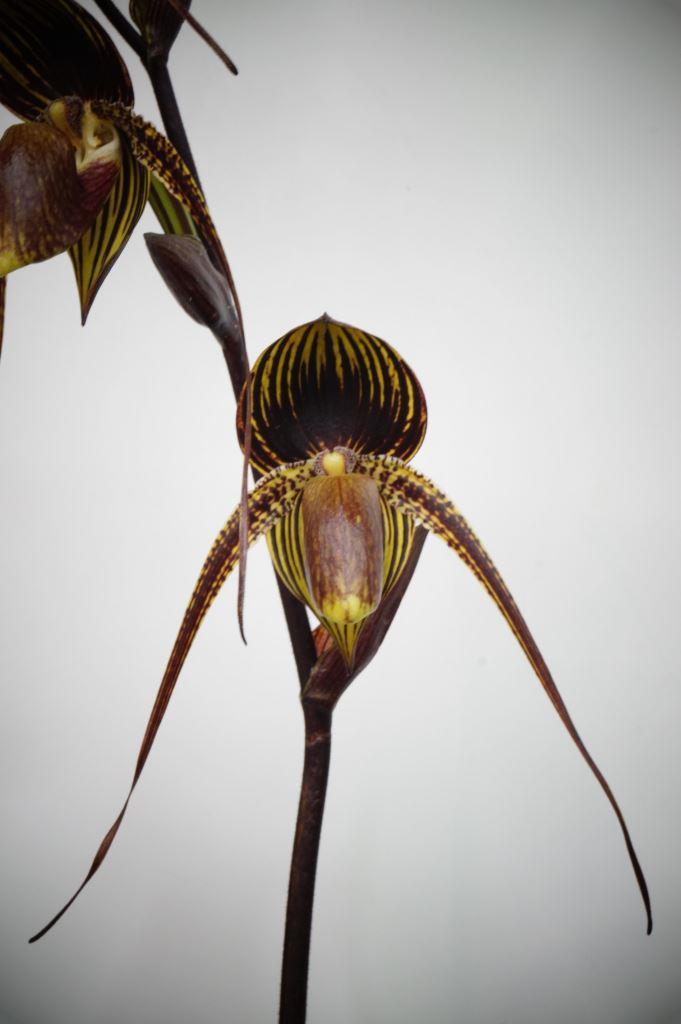Paph Johanna Burkhardt