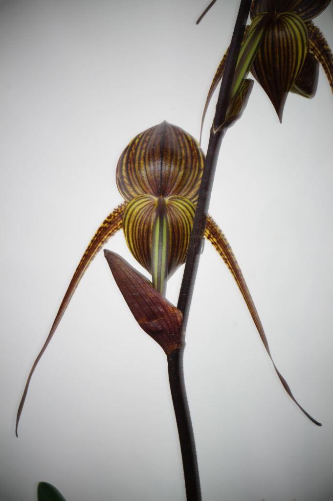 Paphiopedilum Johanna Burkhardt - photo 2