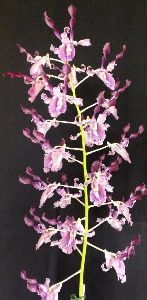 Dendrobium Dragon's Breath - photo 2