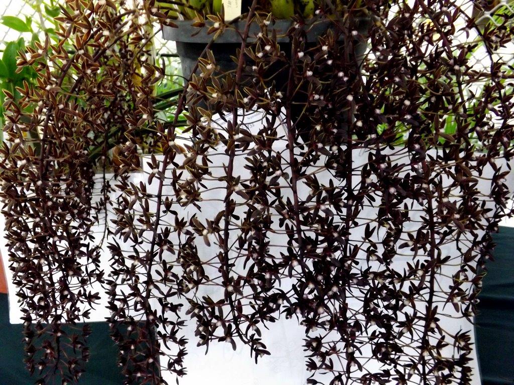 Cymbidium canaliculatum