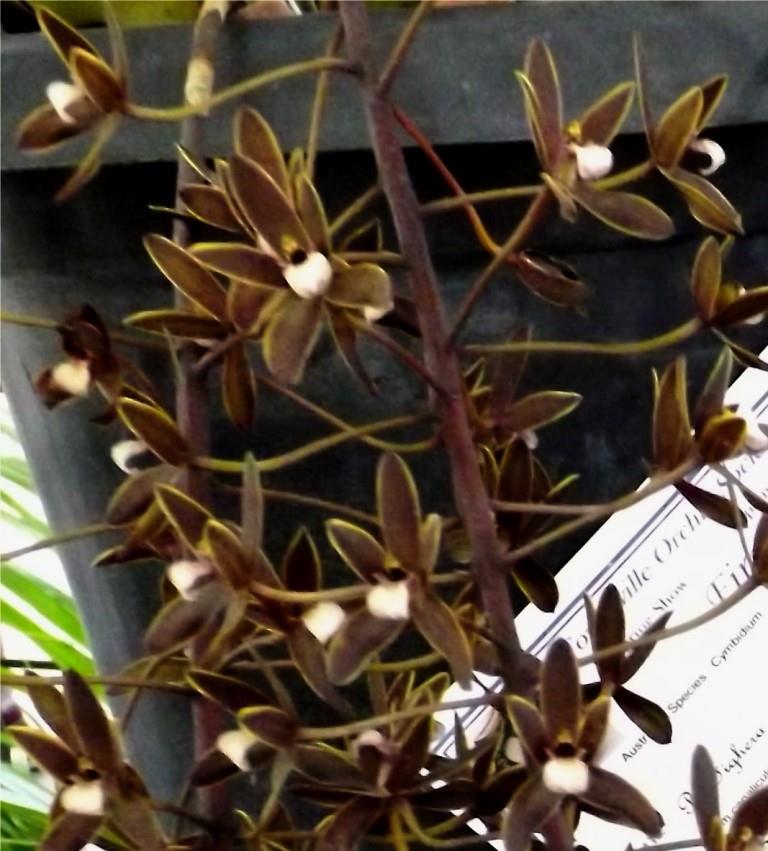 Cymbidium canaliculatum - photo 2