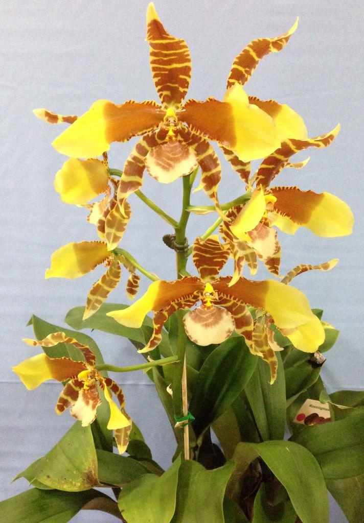 Rossioglossum grande