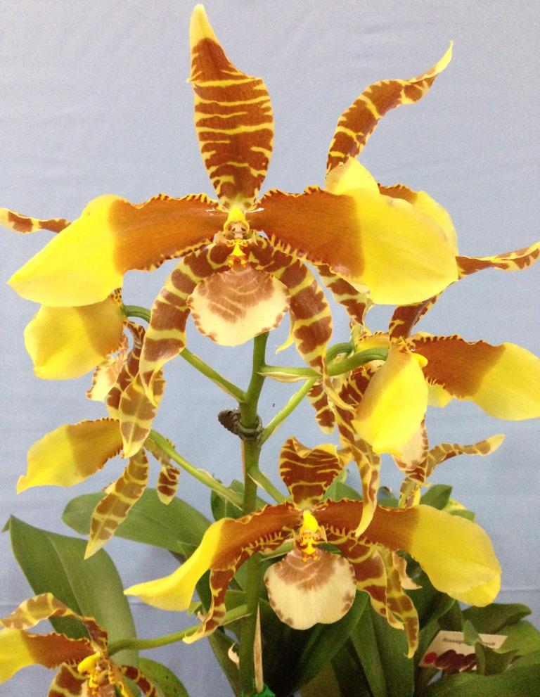 Rossioglossum grande - photo 2