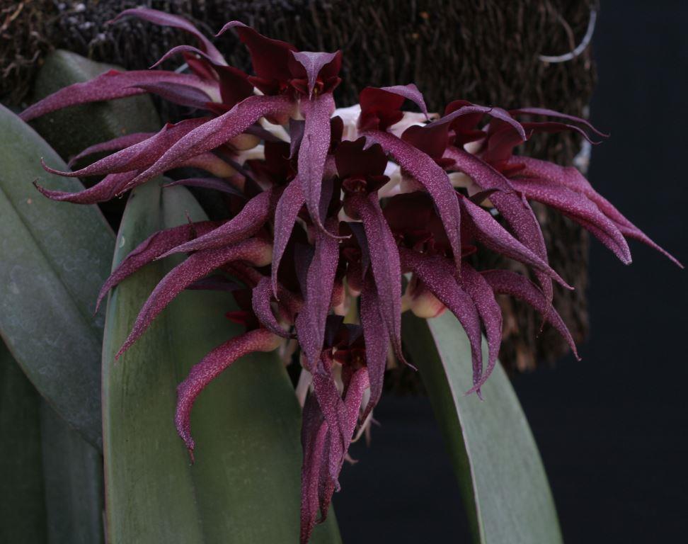 Bulbophyllum fletcherianum 'Khloe's Faith'