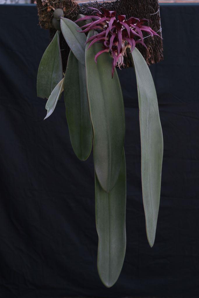 Bulbophyllum fletcherianum 'Khloe's Faith'