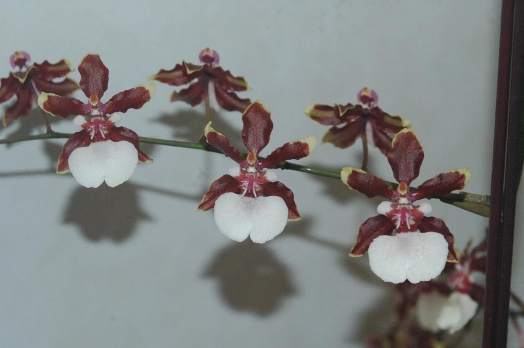 Onc Odorous Princess