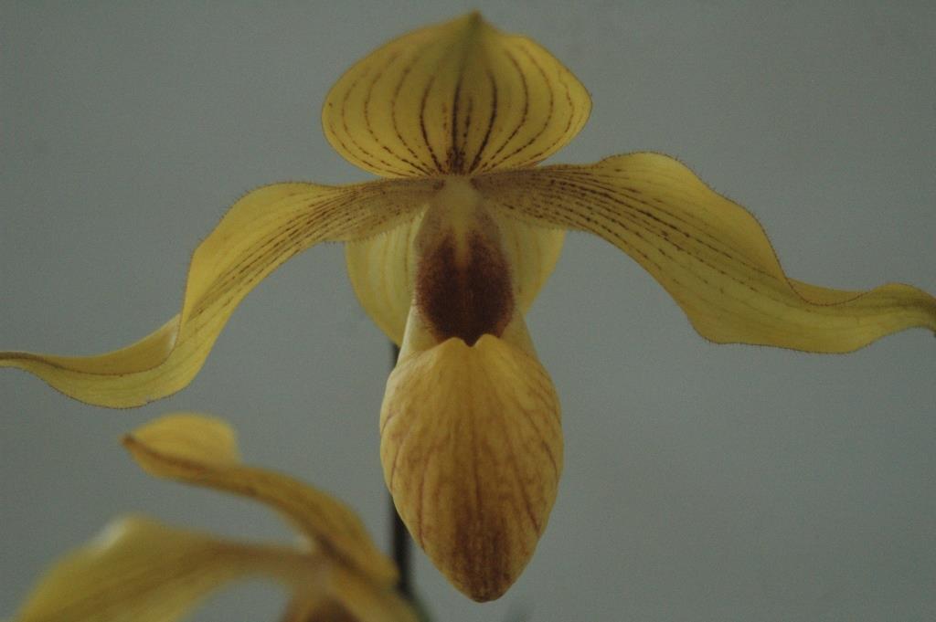 Paph Dollgoldi