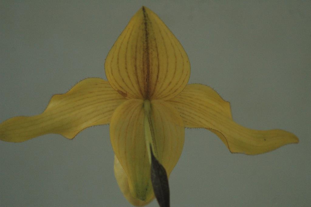 Paphiopedilum Dollgoldi - photo 2