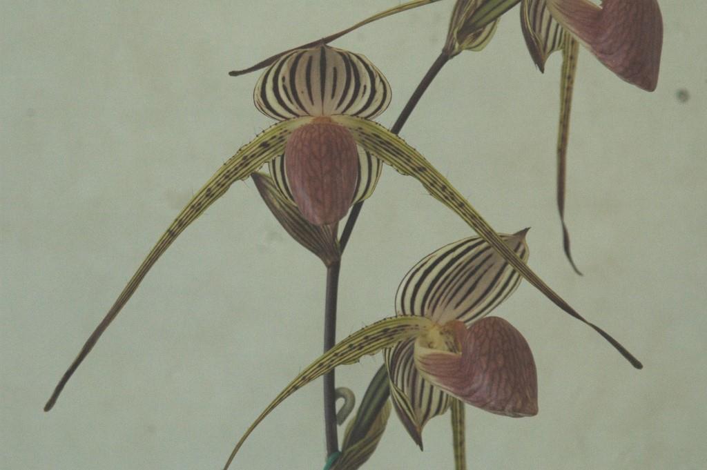 Paph Lady Isobel
