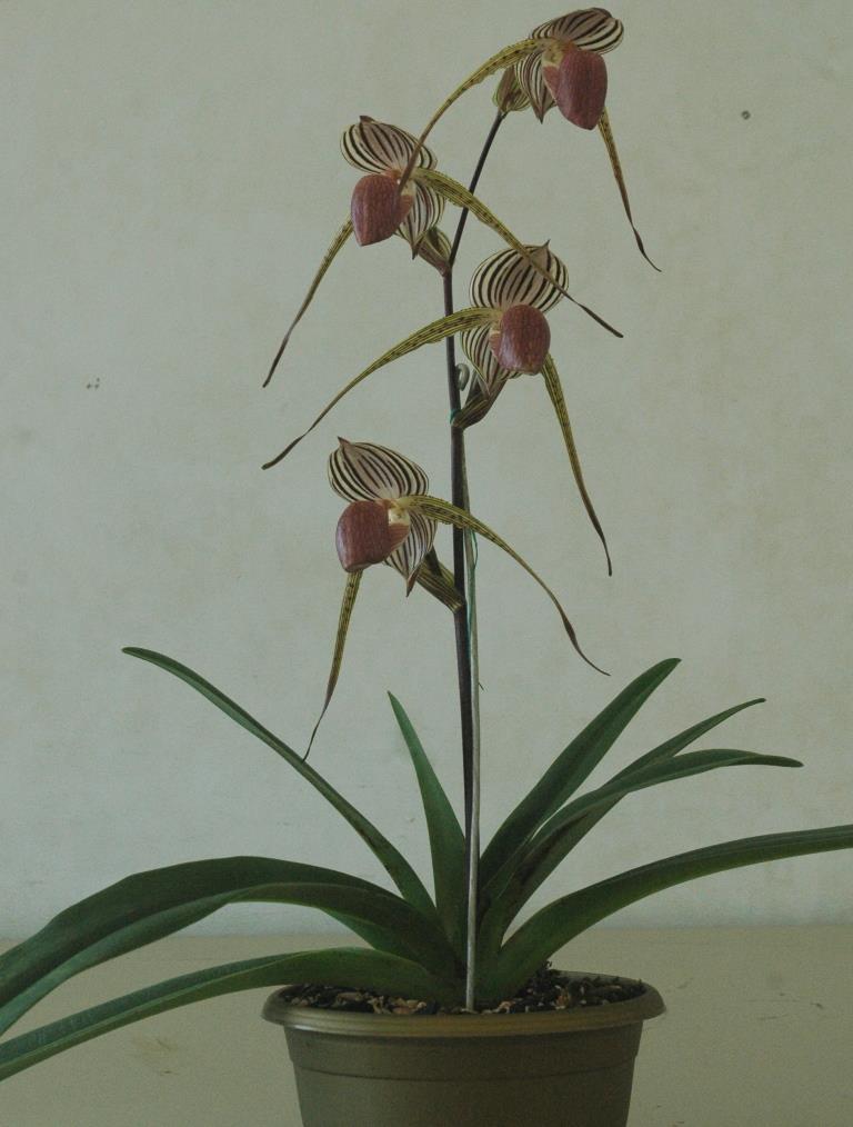 Paphiopedilum Lady Isobel - photo 2
