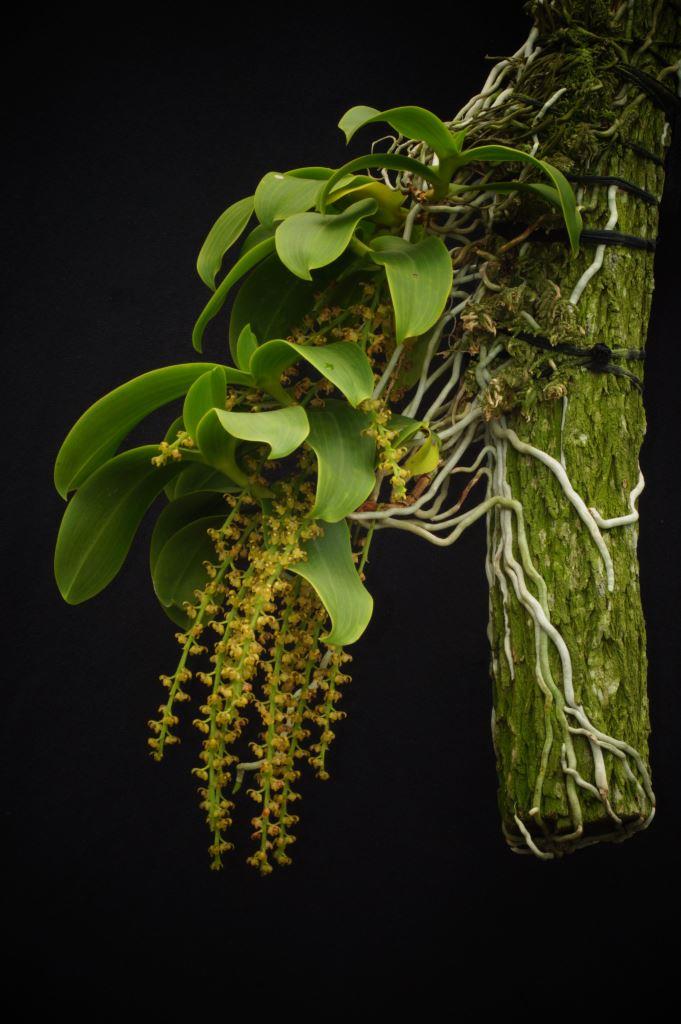 Peristeranthus hillii - ACC/AOC