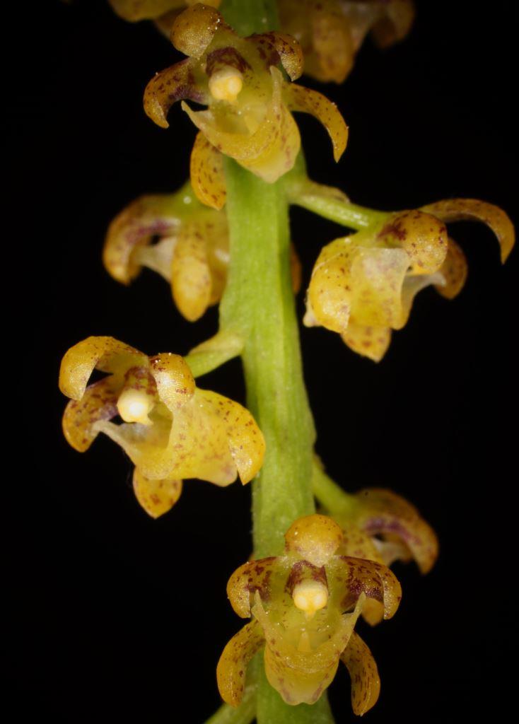 Peristeranthus hillii - photo 2