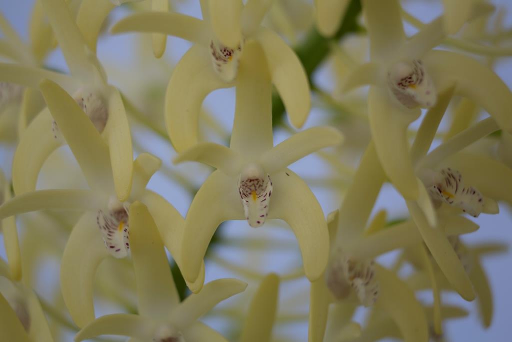 Dendrobium speciosum