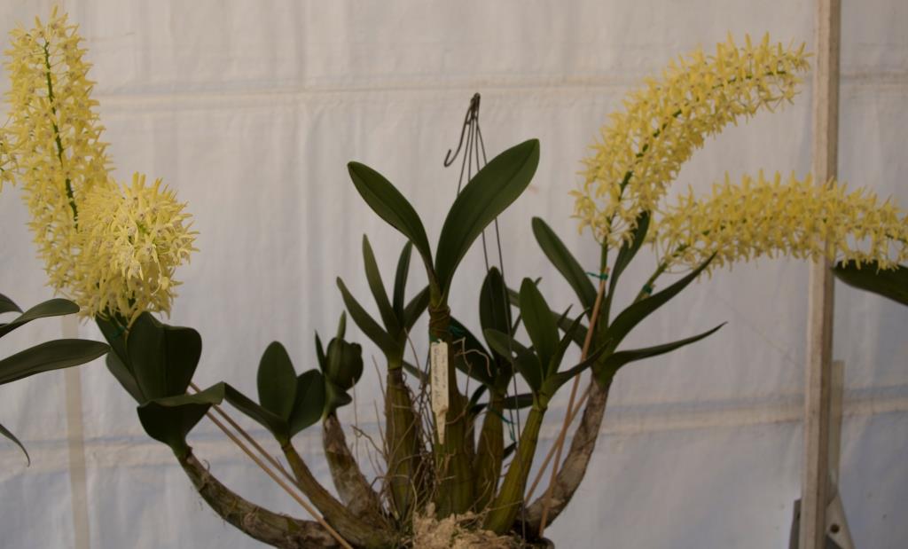 Dendrobium speciosum var. boreale - photo 2
