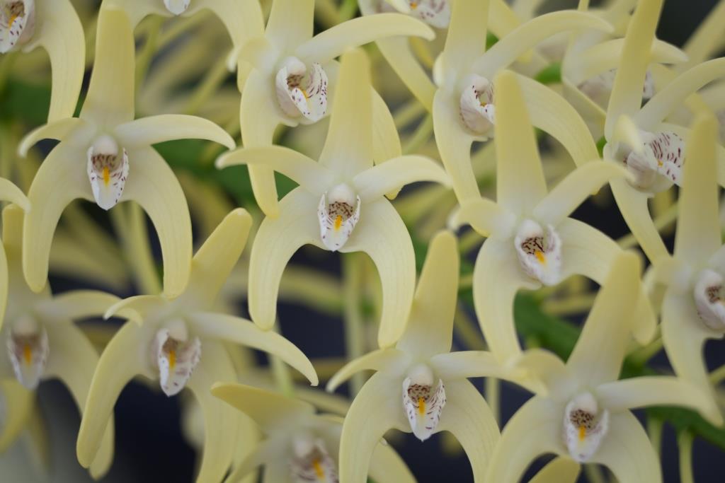 Dendrobium speciosum