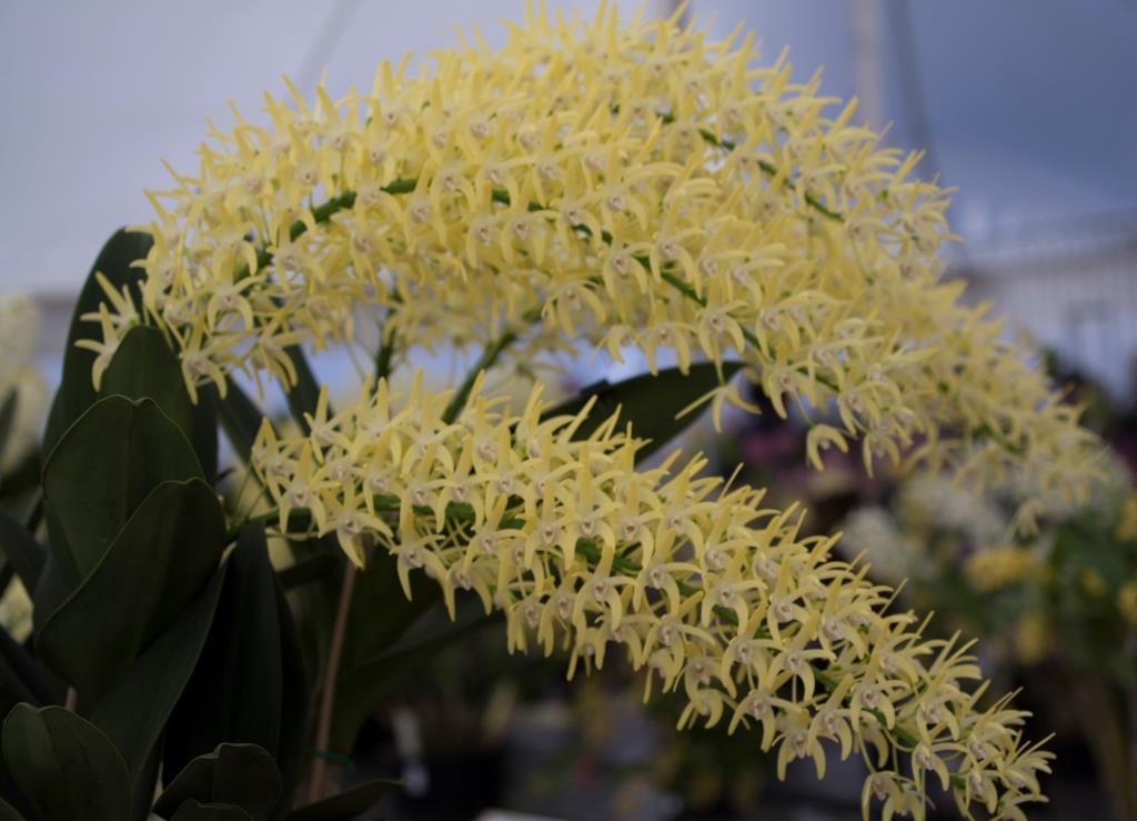 Dendrobium speciosum var. boreale - photo 2