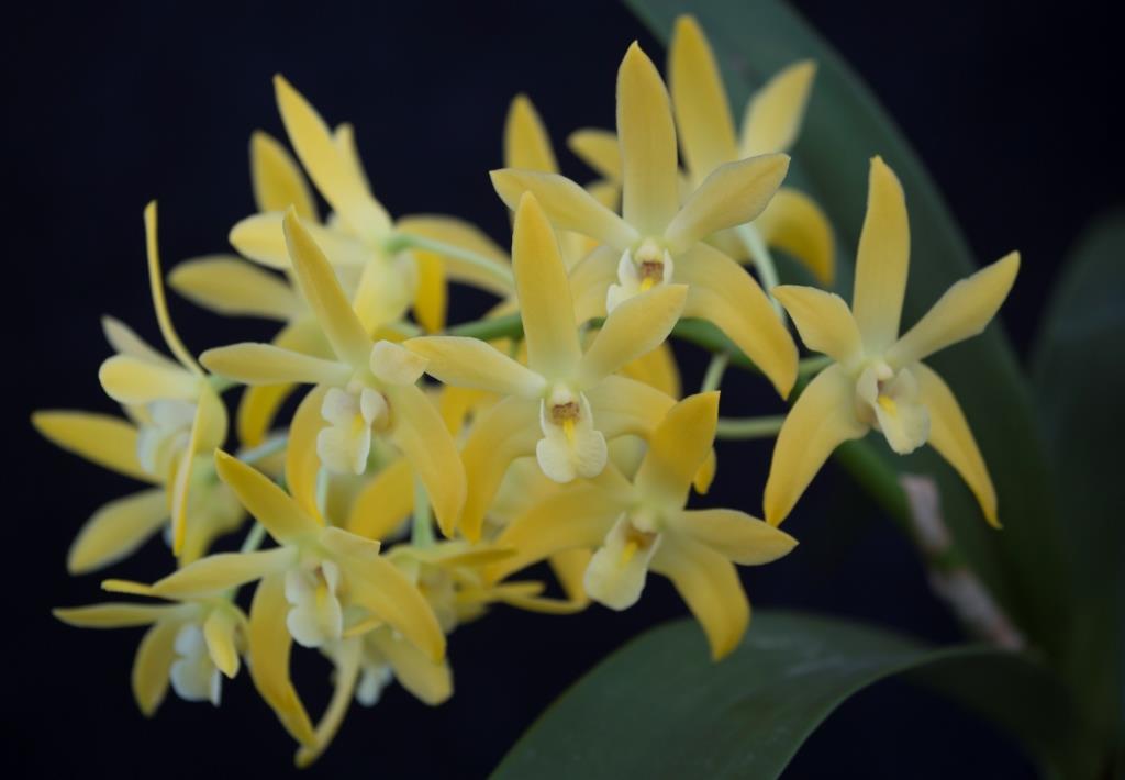 Dendrobium Karloos Heart - photo 2