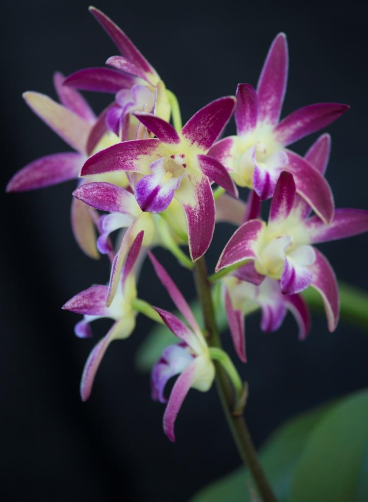Dendrobium Jayquest - photo 2