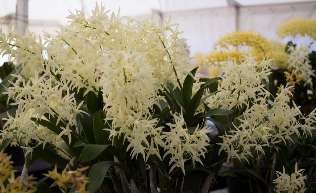 Dendrobium Greta Snow - photo 2