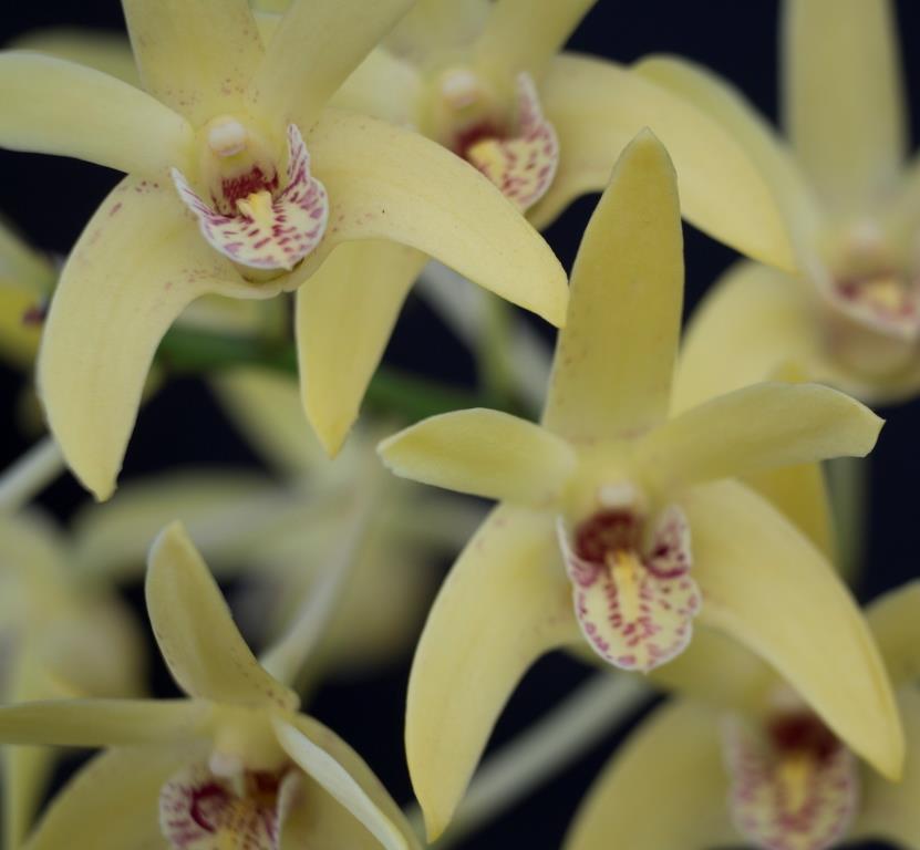 Dendrobium Duno Marilyn - photo 2