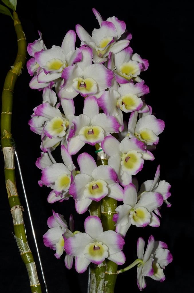 Dendrobium Mild Yumi - photo 2