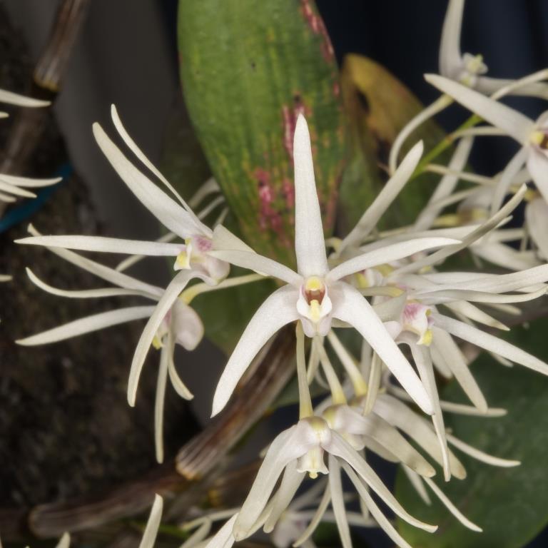 Dendrobium aemulum