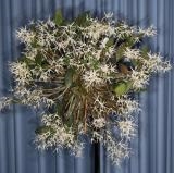 Dendrobium aemulum - photo 2