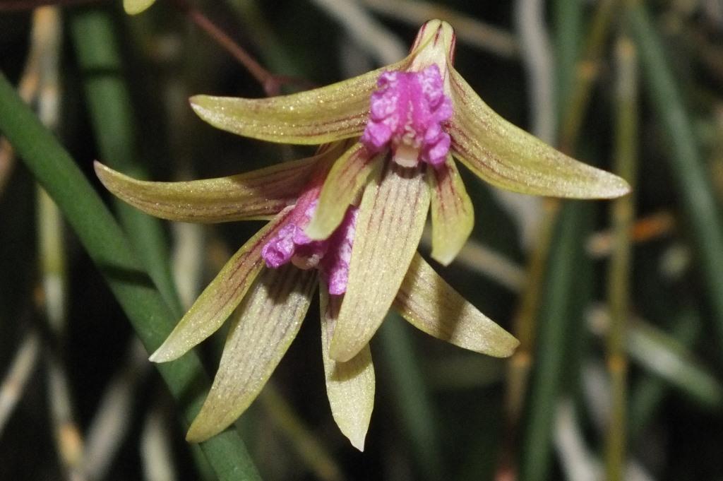 Dendrobium Tweetas - photo 2
