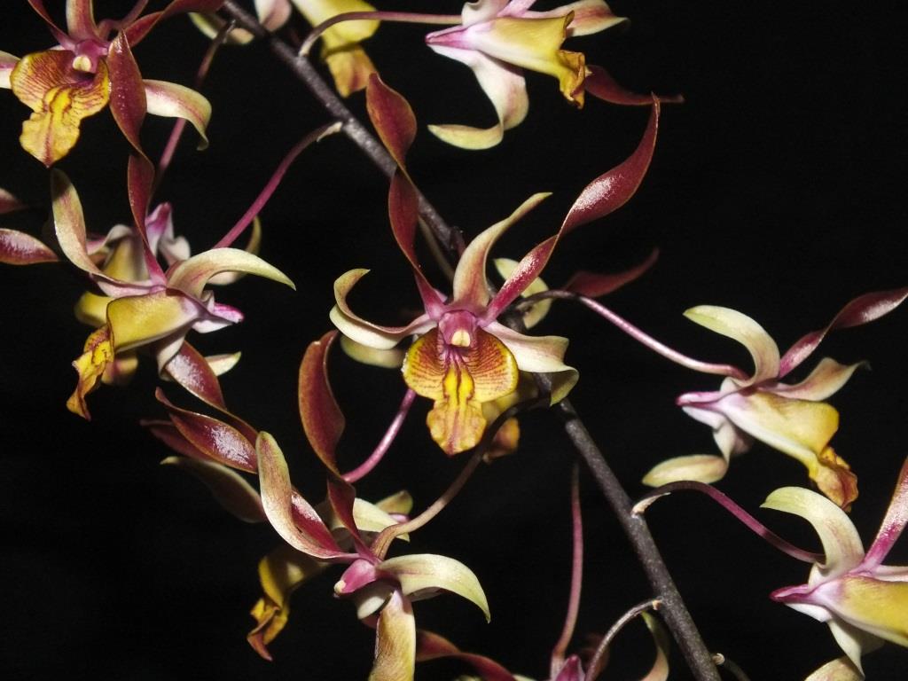 Den Fraser's Mighty Perfection