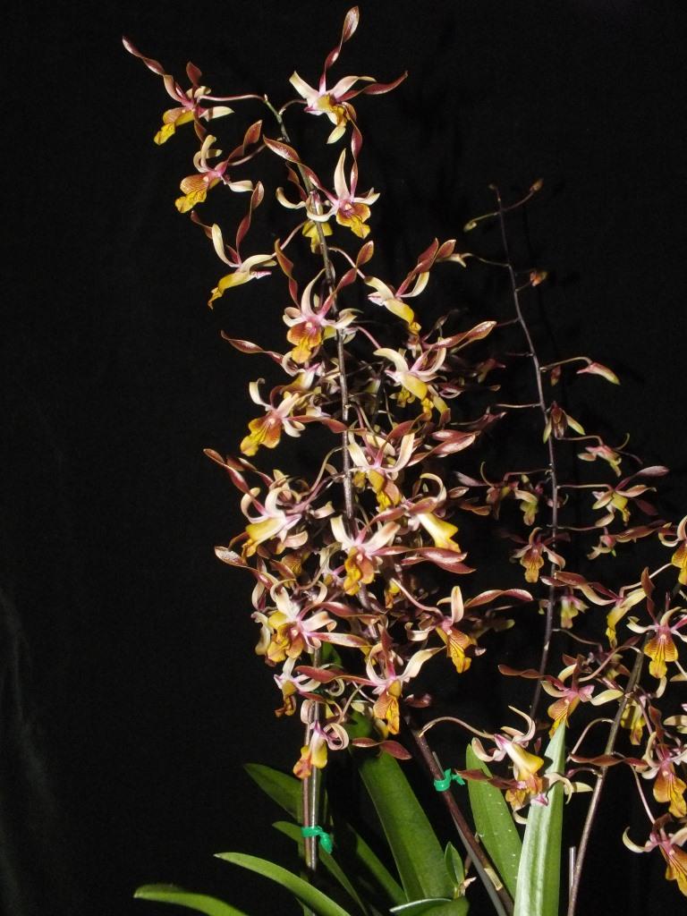 Dendrobium Fraser's Mighty Perfection - photo 2