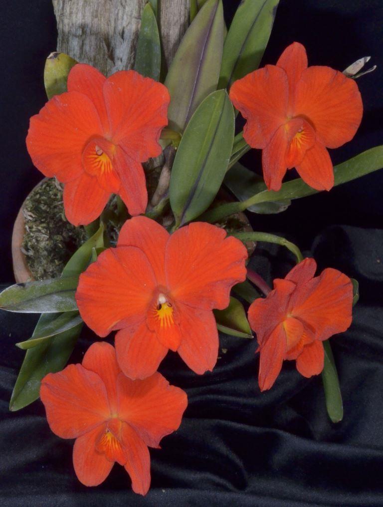 Cattleya coccinea