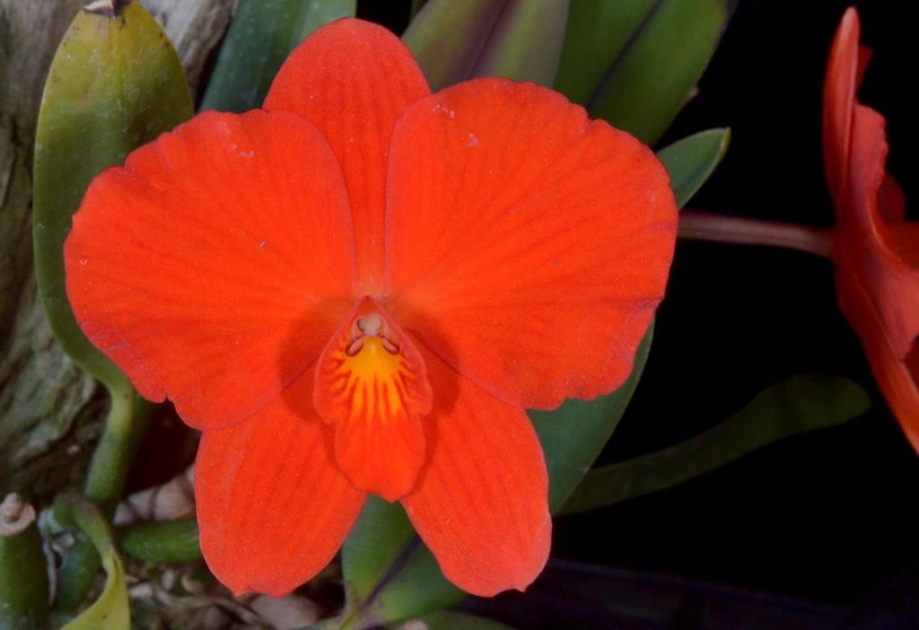 Cattleya coccinea - photo 2
