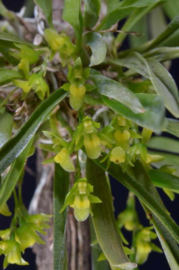 Capanemia theresae - photo 2