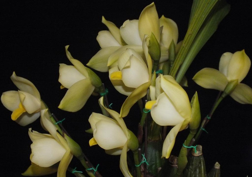Lycaste Kibune - photo 2