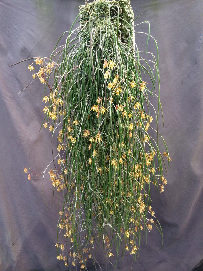 Dendrobium Australian Ginger - ACC/AOC