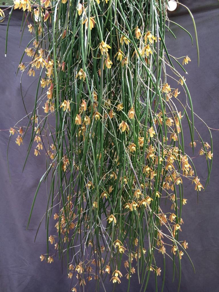 Dendrobium Australian Ginger - photo 2