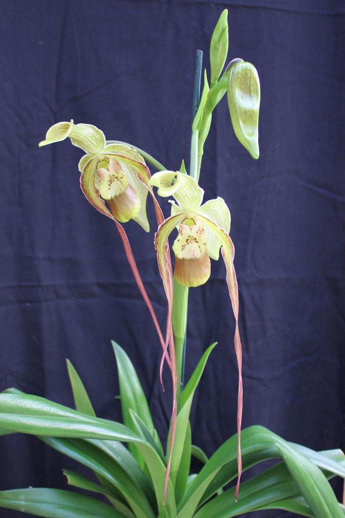 Phragmipedium Grande - photo 2