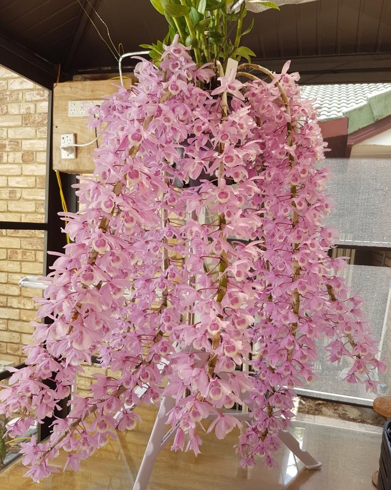 Dendrobium Linda Leong - photo 2