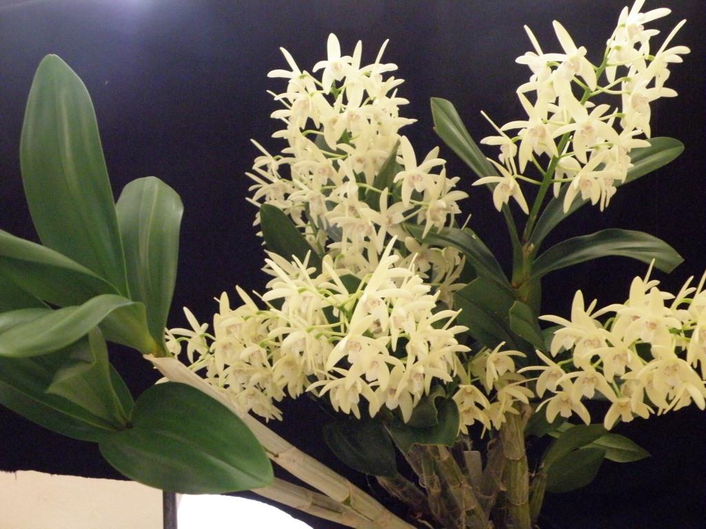 Dendrobium Kayla - photo 2