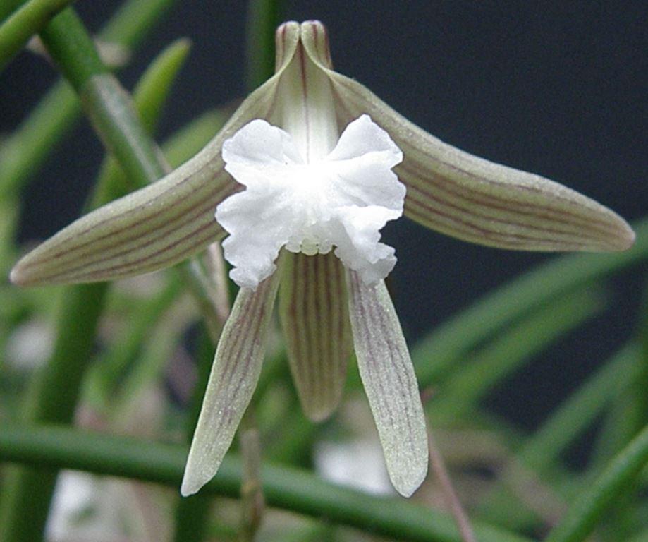 Dendrobium striolatum