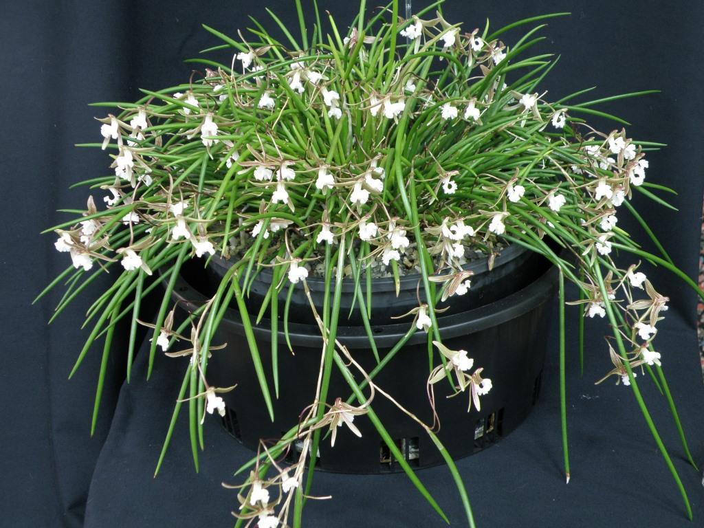 Dendrobium striolatum - photo 2