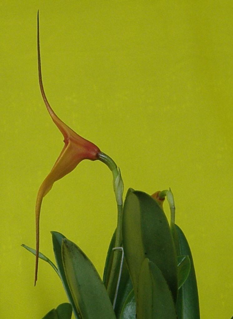 Masdevallia Curacao - photo 2