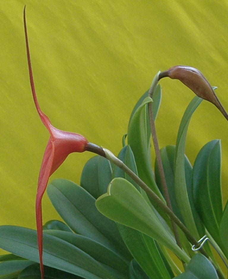 Masdevallia Bay of Fires - photo 2
