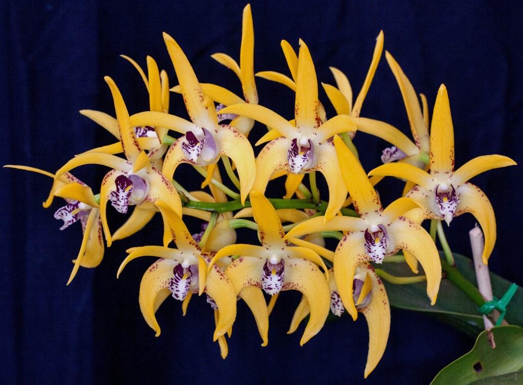 Dendrobium Avril's Gold - photo 2