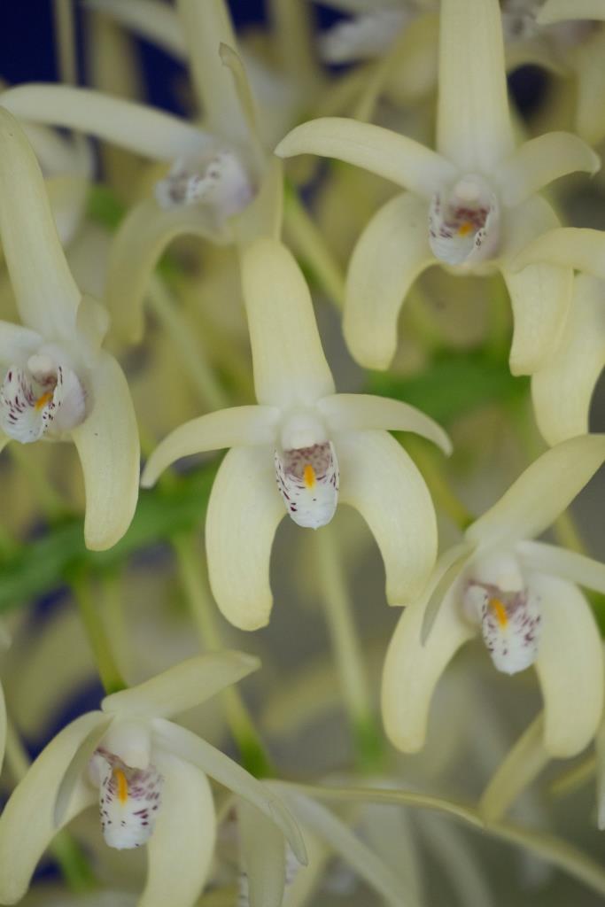 Dendrobium speciosum var. curvicaule