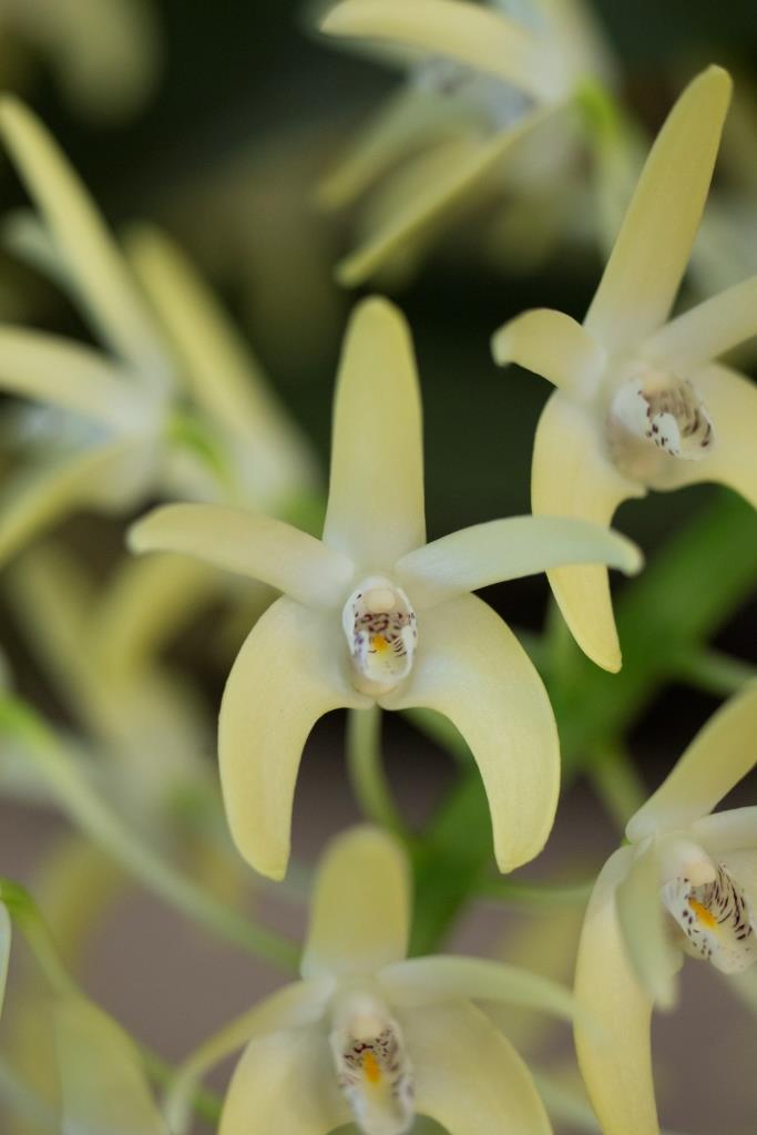 Dendrobium speciosum var. curvicaule
