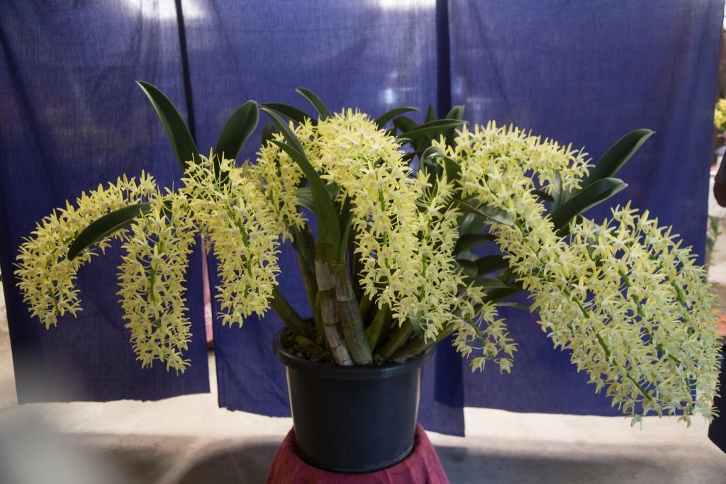 Dendrobium speciosum