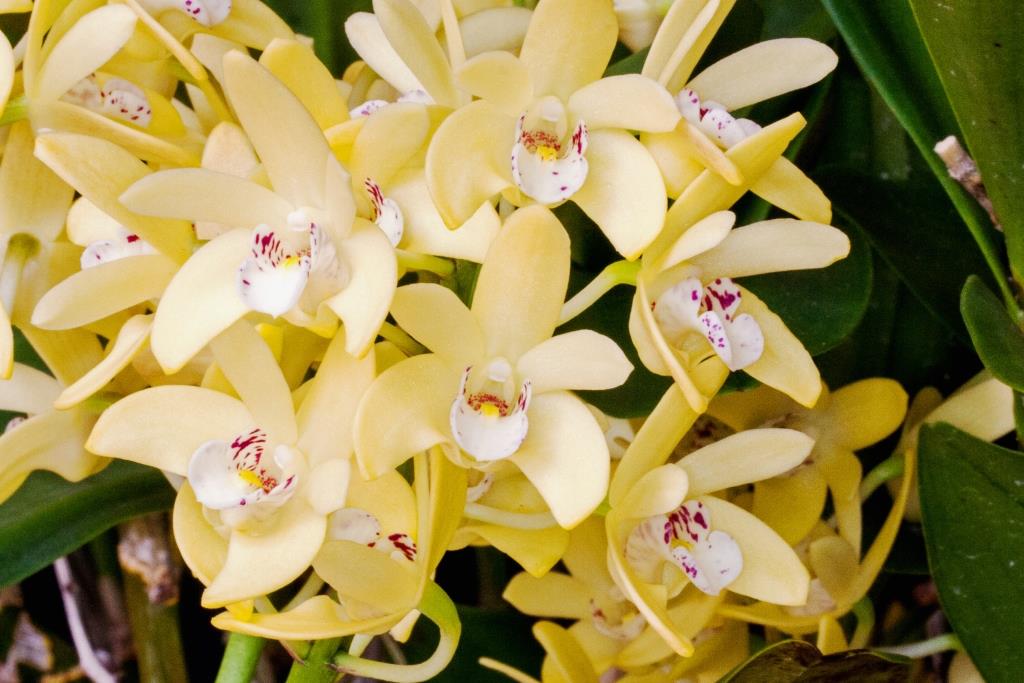Dendrobium Pamela Gold - photo 2